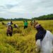 cara menjaga kualitas setelah panen