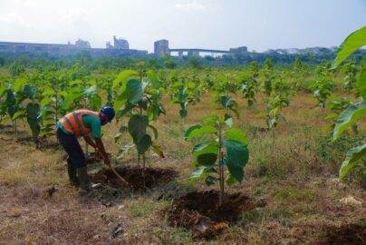 keuntungan reklamasi lahan tambang