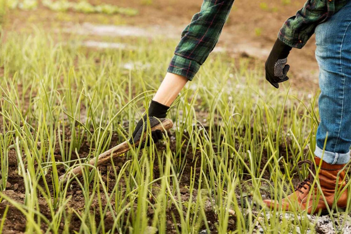 perbedaan tanam padi manual dan menggunakan alat