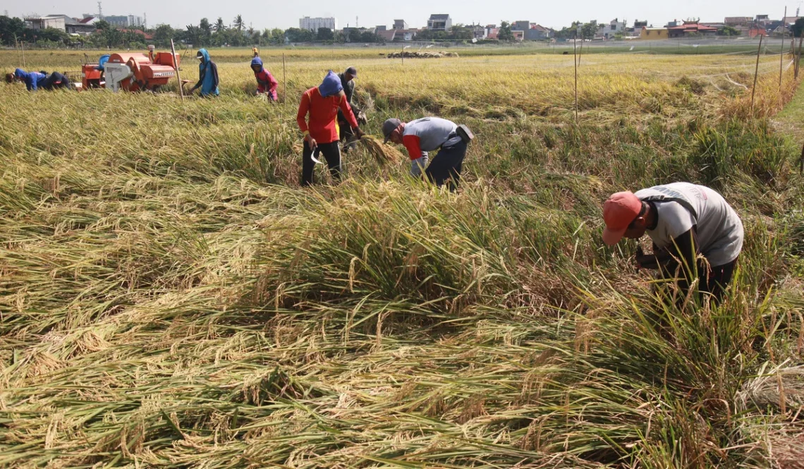 waktu ideal melakukan panen padi