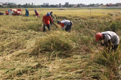 waktu ideal melakukan panen padi