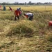 waktu ideal melakukan panen padi