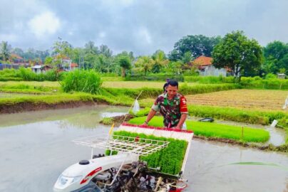 alat bantu untuk menanam padi