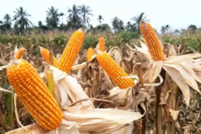 cara mengolah jagung setelah panen