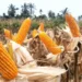 cara mengolah jagung setelah panen