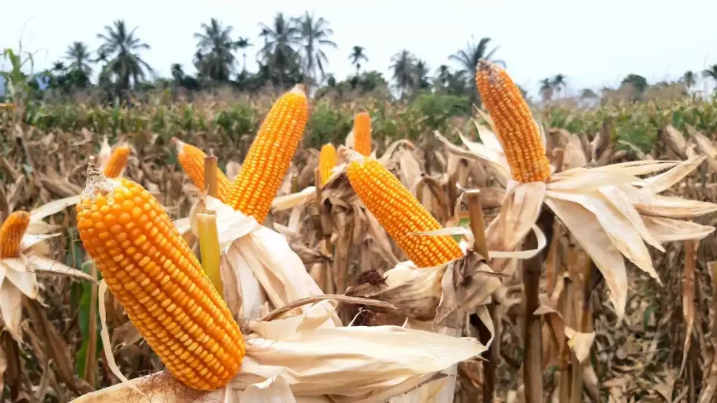 cara mengolah jagung setelah panen