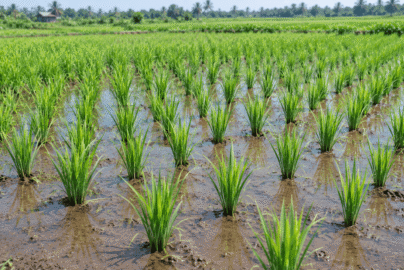 bibit padi cepat tumbuh
