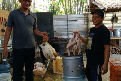 ayam dibubut setelah disembelih