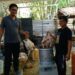 ayam dibubut setelah disembelih
