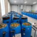 cara membuat pakan ternak fermentasi