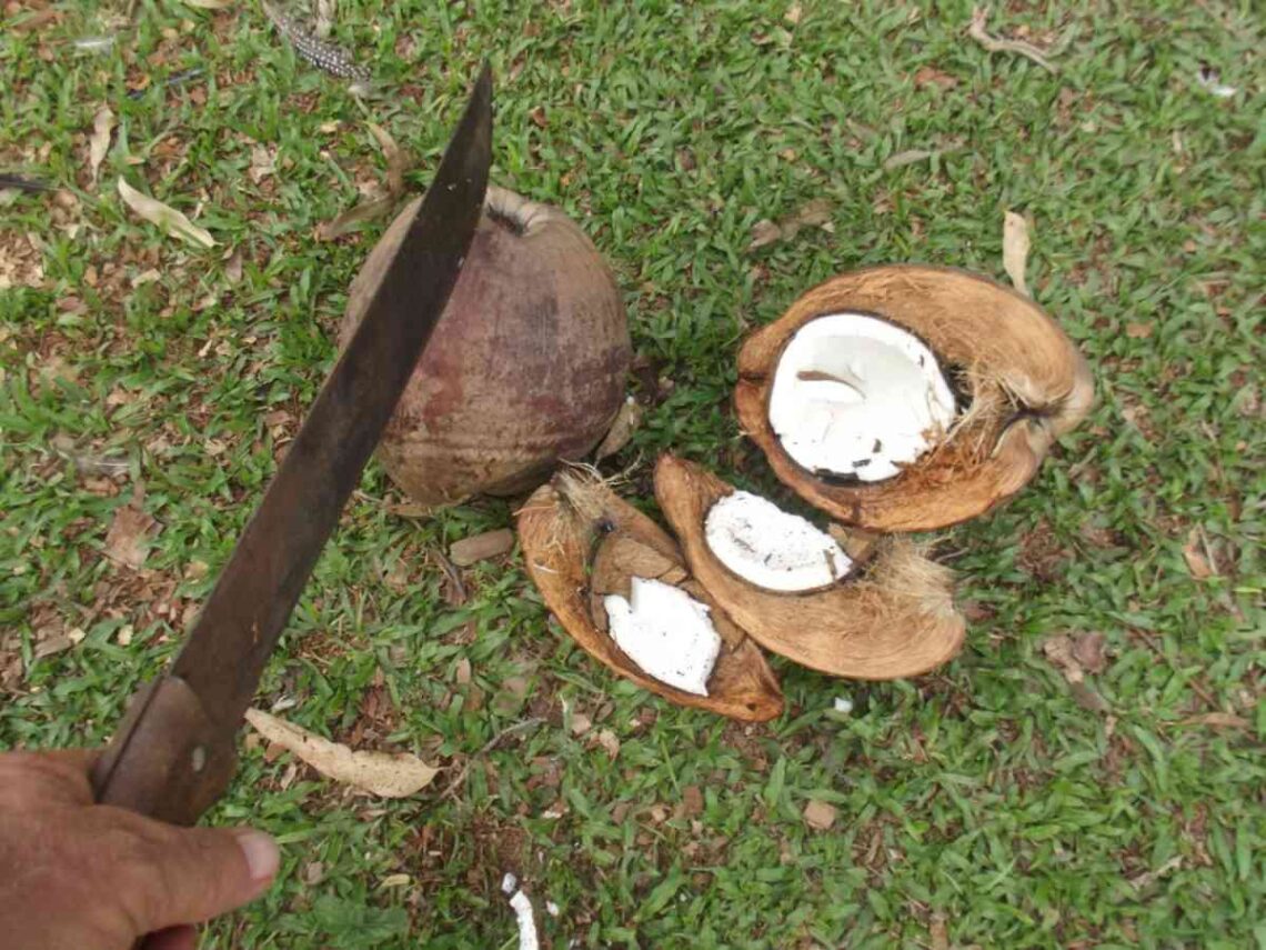 cara menyiapkan kelapa untuk dijual