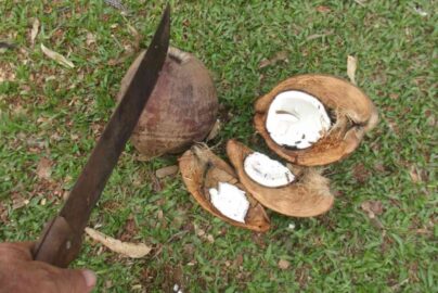 cara menyiapkan kelapa untuk dijual