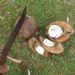 cara menyiapkan kelapa untuk dijual