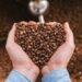 cara memisahkan kulit kopi