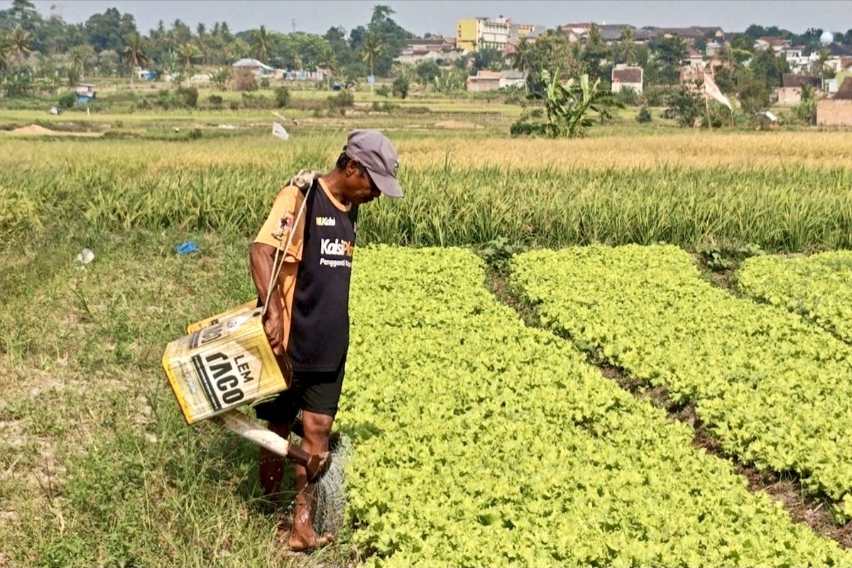 hand sprayer elektrik untuk kebun