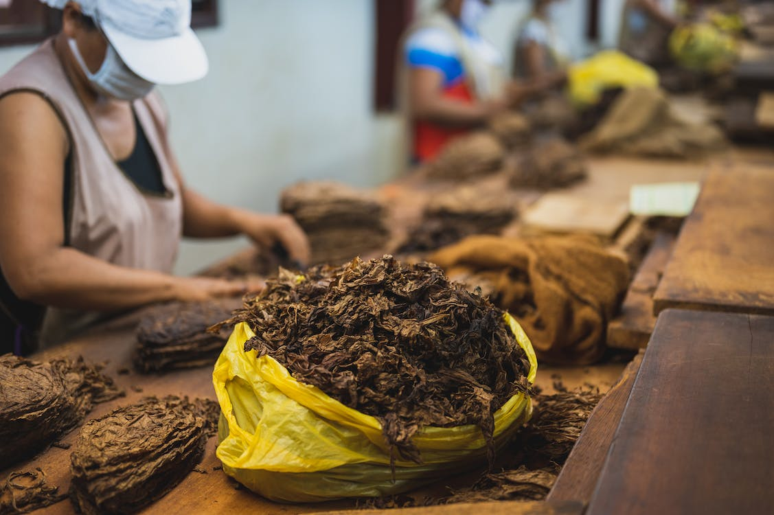 faktor yang memengaruhi hasil rajangan daun tembakau