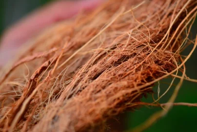 kualitas serat sabut kelapa