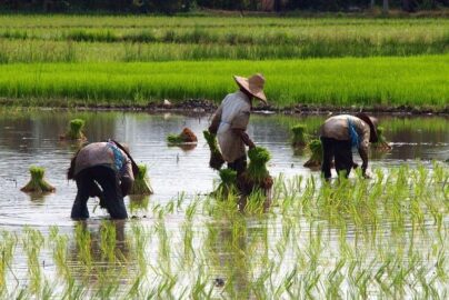 pola tanam padi untuk lahan sempit