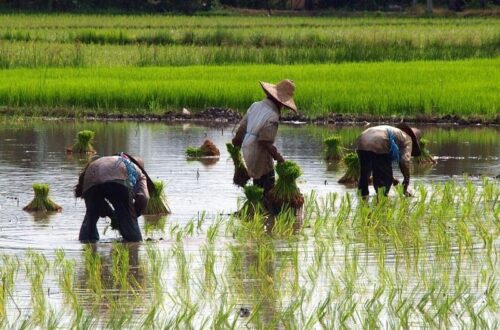 pola tanam padi untuk lahan sempit