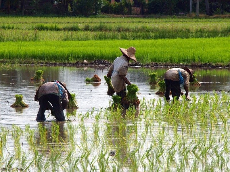 pola tanam padi untuk lahan sempit