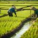 Bibit padi sehat yang disiapkan untuk dipindahkan ke lahan sawah.